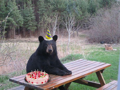 yayomg-bear-wearing-party-hat.jpg