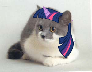Cat Wearing Twilight Sparkle Hair
