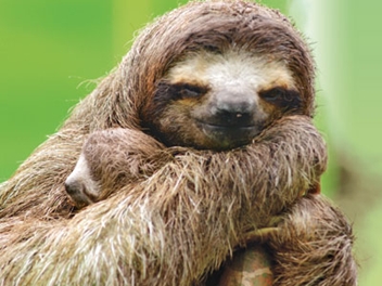 Image result for sloths hugging