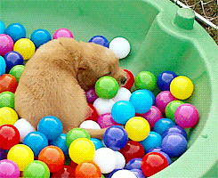 Puppy in a Ballpit GIF