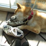 Shibe Napping on Shoes