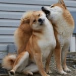 Silly Shibes