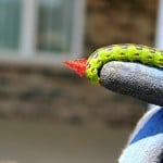 Caterpillar Wearing a Party Hat