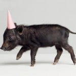 Pig Wearing a Party Hat