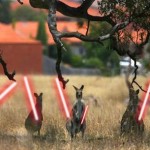 Kangaroos With Lightsabers