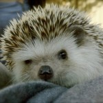 Sassy Hedgehog