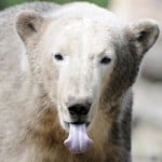 Sassy Polar Bear