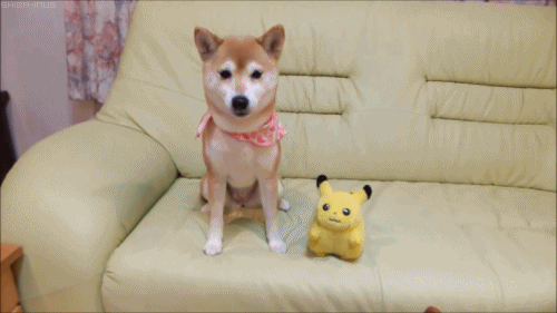 Shibe With a Pikachu