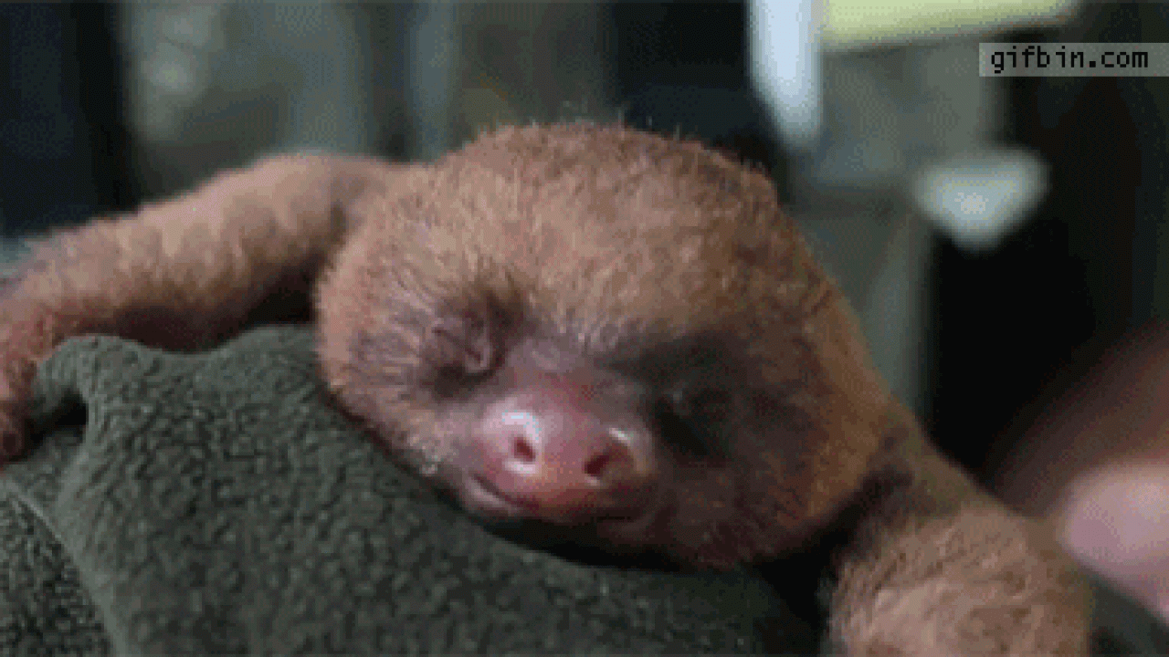 Sleepy Little Sloth
