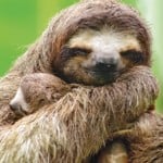 Sloths Hugging