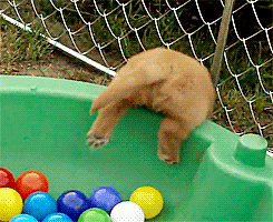 Puppy in a Ballpit GIF