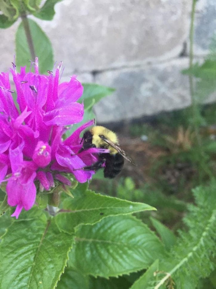 A bumble bee sitting on a purple flower in a garden