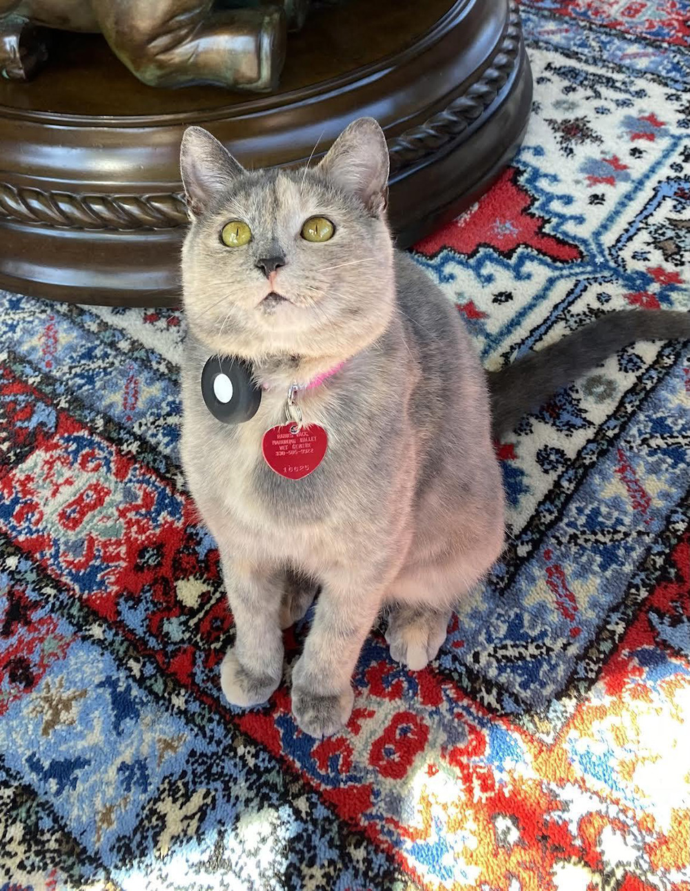 Gray cat sitting on a carpet