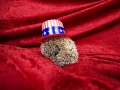 Patriotic Hedgehog - 4th of July